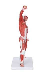 GelsonLab HSBM-152 Figurine <span class=keywords><strong>musculaire</strong></span> humaine 50 cm Modèle de système <span class=keywords><strong>musculaire</strong></span> miniature avec anatomie <span class=keywords><strong>musculaire</strong></span> superficielle et structure du <span class=keywords><strong>corps</strong></span> - Product Image 3