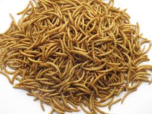 <span class=keywords><strong>Defatted</strong></span> <span class=keywords><strong>Mealworm</strong></span> bubuk cacing <span class=keywords><strong>Mealworm</strong></span> - Product Image 3