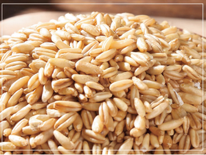 Grani d'Avena Interi all'Ingrosso, Fiocchi d'Avena Naturali ad Alto Valore Nutritivo, Senza Glutine, Non OGM, per Consumo Umano, Durata 12 Mesi, Jilin - Product Image 3