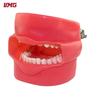 Prezzo basso dentale <span class=keywords><strong>Phantom</strong></span> Head Senior manichino modello in vendita - Product Image 2