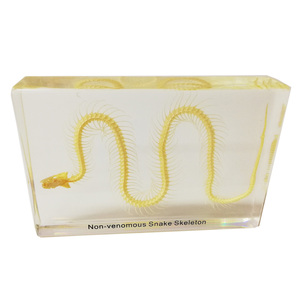 Gelsonlab HSBS-006 educativos no <span class=keywords><strong>serpiente</strong></span> venenosa esqueleto incluidas muestras biológicas - Product Image 4