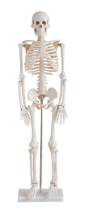 Modelo de <span class=keywords><strong>esqueleto</strong></span> de enseñanza humana Mecanmed, <span class=keywords><strong>esqueleto</strong></span> de tamaño real, modelo de <span class=keywords><strong>esqueleto</strong></span> <span class=keywords><strong>humano</strong></span> de 180CM de altura - Product Image 4