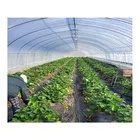 <span class=keywords><strong>Serre</strong></span> commerciale de tomates culture de légumes <span class=keywords><strong>Serre</strong></span> de fraises à vendre - Product Image 4