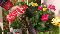 FUMAKILLA Fuda Flower Bed Amino Acid Vitality Nutrition Spray 200ml Penguat Pertumbuhan Tanaman Pupuk Organik Aluminium Taman