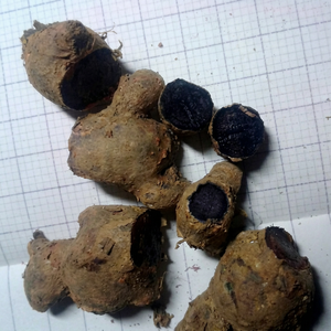 ขิงดำสด-ขิงดำคุณภาพสูงจากเวียดนาม ยี่ห้อ VIET DELTA ได้รับการรับรองมาตรฐาน HACCP น้ำหนัก 0.1 กก. - Product Image 1