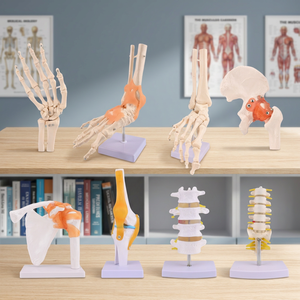 Modelo de Articulación Humana de Silicona Médica Medeasy J403 (Rodilla/Hombro/Codo/Mano/Pie y Columna Lumbar) para la Enseñanza de Anatomía - Product Image 3