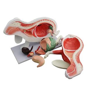 Dier Anatomisch <span class=keywords><strong>Model</strong></span>, Hond Kat Paard Koe Konijn Dier Skelet Anatomie <span class=keywords><strong>Model</strong></span> - Product Image 1