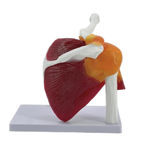 Modelo Funcional de Articulación del Hombro Derecho <span class=keywords><strong>Humano</strong></span> a Tamaño Real, Muestra los Músculos del Manguito Rotador, Ligamentos <span class=keywords><strong>y</strong></span> Tendones para la Educación Médica - Product Image 4