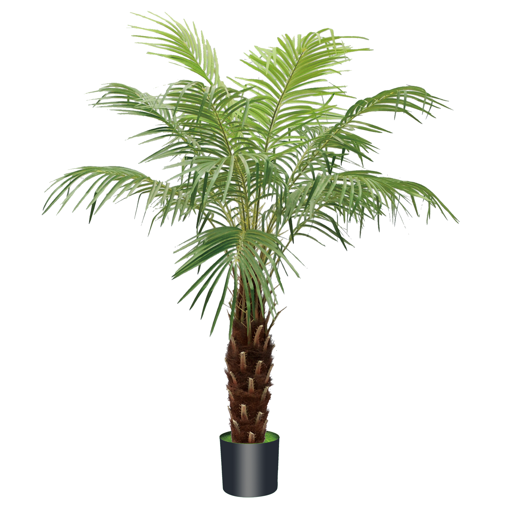 Phoenix Palm 150cm