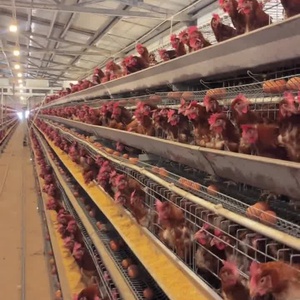 Pondoirs automatiques galvanisés de type A pour poules pondeuses, système d'élevage automatique à 4 niveaux, nettoyage facile, longue durée de vie - Product Image 5