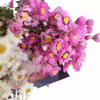 Natürlich Getrocknete Handgemachte Rodanthe-Chrysanthemen Trockenblumen-Arrangement für Abschlussfeier Weihnachten Chinesisches Neujahr Heimdekoration