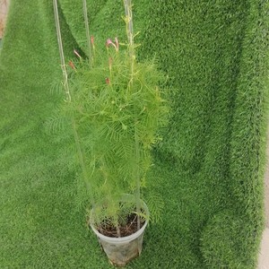 Support de <span class=keywords><strong>plante</strong></span> en <span class=keywords><strong>grille</strong></span> transparente en forme de U de 18 pouces, <span class=keywords><strong>grille</strong></span> de <span class=keywords><strong>plante</strong></span> ronde en acrylique transparente <span class=keywords><strong>pour</strong></span> plantes grimpantes, vente chaude - Product Image 4