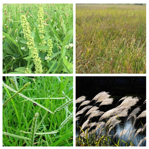 Clethodim 35% EC Herbicide Agricole Sélectif Post-Émergence pour les Jeunes Pousses et Feuilles des Adventices Annuales Grasseuses du Soja en Printemps - Product Image 3