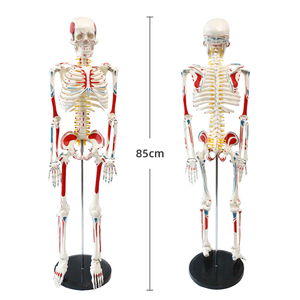 Modèle de squelette de 85 cm incluant les zones de départ et d'arrivée de tous les muscles, des disques intervertébraux, des nerfs et des os - Product Image 1