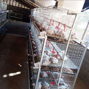 Vendita calda gabbia a strati di batteria 10000 polli da allevamento animali da fattoria tipo h prezzo dimensione di progettazione allevamento polli da carne - Product Image 1