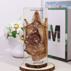 Tassidermia di Animali Reali in Vendita, Esemplare di Ratto Dissezionato in Resina, Giocattoli Educativi per Scuole Superiori - Product Image 1