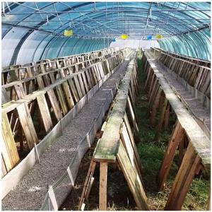 Invernadero de túnel agrícola, invernadero de <span class=keywords><strong>caracol</strong></span>, comercial, Ghana - Product Image 1