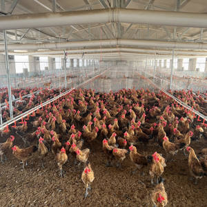 Mangeoires automatiques pour animaux, mangeoires et abreuvoirs pour poulets, ligne d'alimentation pour volailles, équipement pour élevage de poulets de chair - Product Image 3