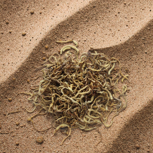 Sıcak satış ince işlenmiş dondurularak kurutulmuş pelet şekli 100% doğal Protein balık gıda solucanlar için cilt ve ceket sağlık - Product Image 5