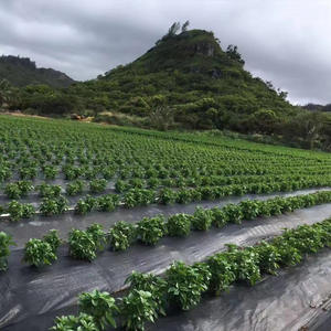 Rete Anti-Uccelli Commerciale in Nylon Nero ad Alta Resistenza, Fornitura Diretta dalla Fabbrica, Barriera Anti-Uccelli per Agricoltura, Acquacoltura e Laghetti - Product Image 5