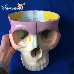 Modelo de PVC de Instrumento Quirúrgico Básico, Base <span class=keywords><strong>Craneal</strong></span>, <span class=keywords><strong>Esqueleto</strong></span> Humano del Cerebro, Modelo Médico de Expansión para la Base del Cráneo - Product Image 3