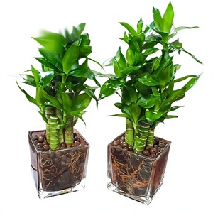 Plantes en pot de bambou Lotus Wenchang cultivées dans l'eau; Racines de plantes hydroponiques faciles d'entretien pour bureaux, verdure persistante - Product Image 1