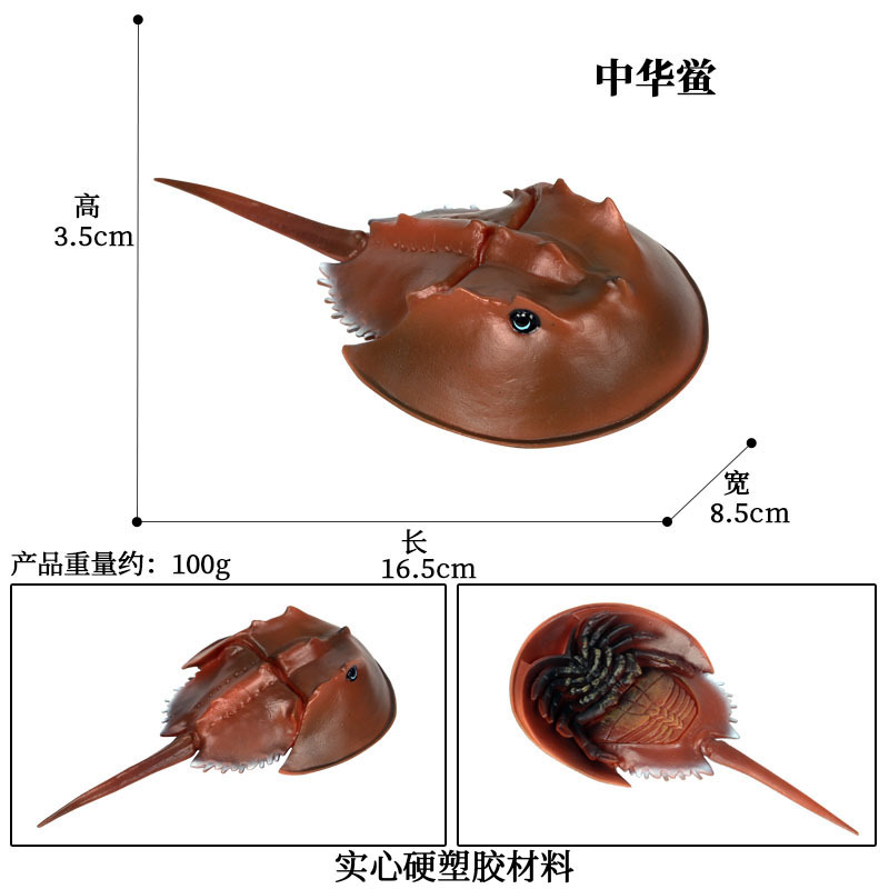 M-488 Limulus sinensis