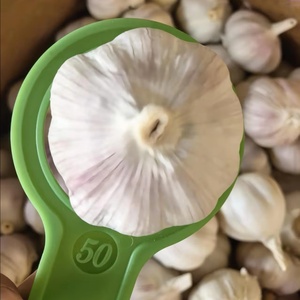 Proveedor de Ajo Fresco Premium que Ofrece Bulbos de Aspecto Limpio, Caracterizados por un Aroma Intenso, Dientes Firmes y una Superficie Seca - Product Image 5