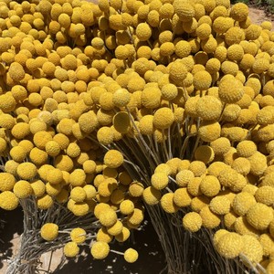 Arreglos de ramo de Plantas secas G50 decorar Craspedia Natural Globosa flores secas amarillo Billy botones bolas ramo - Product Image 2
