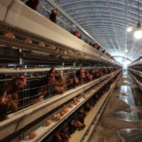 Cages de Poulets de Batterie Automatiques Type H à Bon Prix pour Poules Pondeuses d'Élevage