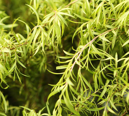 Anti Inflammatory 100 Pure Organic Essential Oils Tee Tree Essential Oil CAS 68647 73 4