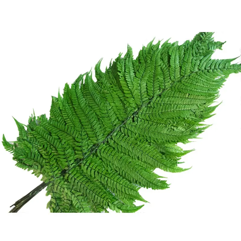 10pcs/bag Natural Dried Preserved Tree Fern's Arachniodes Leaf Leaves Cyatheales Pteridopsida for DIY Flower Bouquet