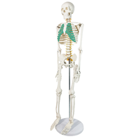 XX-A105IING 85 cm vert modèle de Cage thoracique squelettique humaine outil d'enseignement des sciences médicales pour la démonstration de la maladie