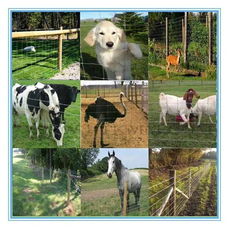 Nœud de charnière de clôture de ferme galvanisé à chaud de 6 pieds tissé clôture de sécurité de ferme de 100 pieds pour chèvre et bétail