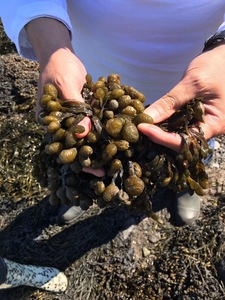 Fertilizante Orgánico en Polvo de Algas Negras Solubles en Agua, Acondicionador de Suelo con Ácido Algínico para Vegetales de Hoja y Raíz - Product Image 2