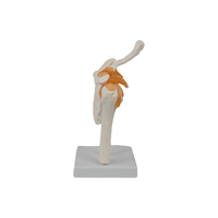 Modelo de Enseñanza Médica DARHMMY, Modelo de Articulación Humana de Material PVC, Modelo Funcional de Articulación del Hombro para Entrenamiento de Estudiantes