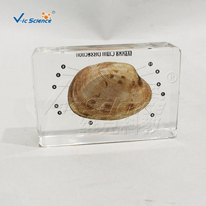 Spécimen anatomique transparent recouvert de résine d'un moule marin, avec des structures internes viscérales clairement définies ; laboratoire - Product Image 3