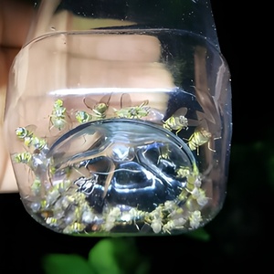 用于监测的挥发性果蝇引诱剂 2 毫升/件 农场用无杀虫剂昆虫香料 - Product Image 6
