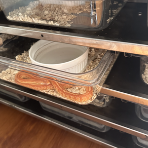 Cage de transport robuste et respirante en ABS, PP, PVC, design classique et moderne à pois, pour animaux de compagnie (rongeurs, serpents, hamsters, rats, pythons) - Product Image 3