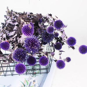 Échinops <span class=keywords><strong>bleu</strong></span> (globe <span class=keywords><strong>bleu</strong></span>) préservé, fleurs séchées bleues naturelles pour mariage, maison, décoration rustique - Product Image 6
