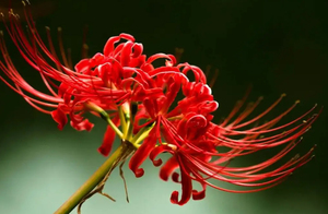 Poudre d'extrait de lys <span class=keywords><strong>Lycoris</strong></span> Radiata d'araignée <span class=keywords><strong>rouge</strong></span> naturelle pure - Product Image 3