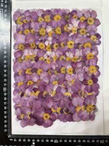 Uva selvagem folha anêmona pressionada flor - Product Image 3