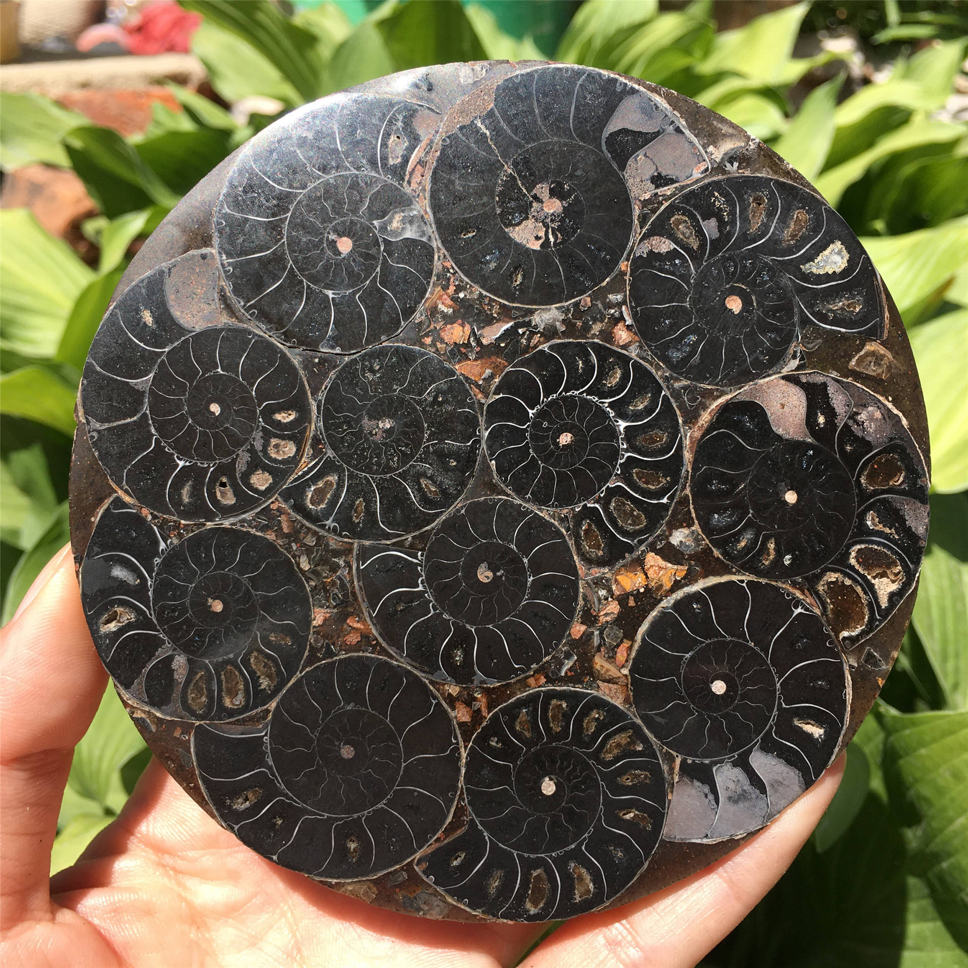 Assiette de fossiles de coquillages