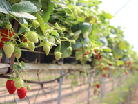 Gouttière en PVC pour fraise Système de culture et de substrat hors-sol