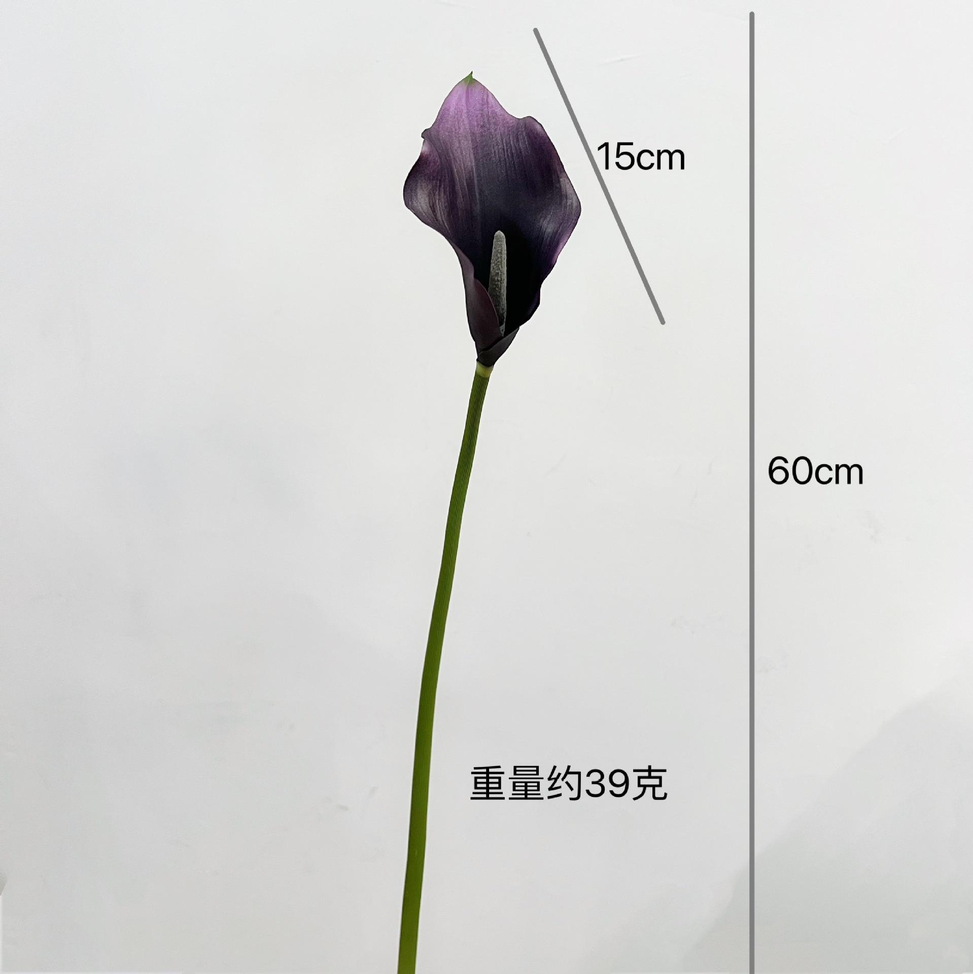 Calla grand [violet]]