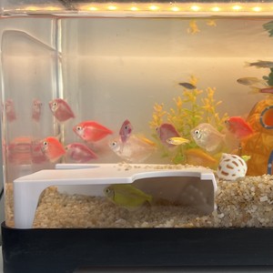 Abs Fish Viewing Tunnel Aquarium Decor White And Black Eco Bottle Shape Modular Hideout For Ornamental Fish - Product Image 1