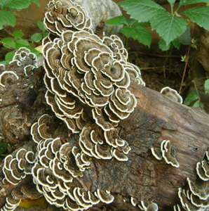 גבוהה באיכות יבש אורגני טורקיה זנב פטריות מיובש טורקיה זנב פטריות כל - Product Image 6