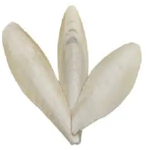 SUPPLY HIGH QUALITY BEST PRICE Cuttlefish bone for animal feed, average size (10-15cm) Product from VietNam