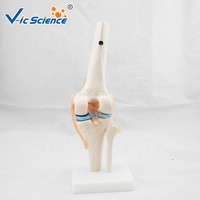 Anatomie de l'articulation du genou grandeur nature articulation articulacion rodilla modèle
