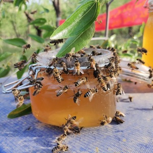 Meilleure Qualité Yémen <span class=keywords><strong>Sidr</strong></span>/Sider Miel Doux Pur Liquide Miel Naturel Apiculture Abeille Boîte en Vrac - Product Image 2